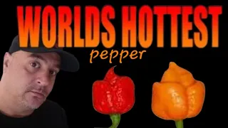 World's Hottest Pepper Carolina Reaper vs Yellow Carolina Reaper