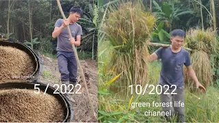 A life of rice. From planting to harvesting. (whole process in this video). Green forest life.