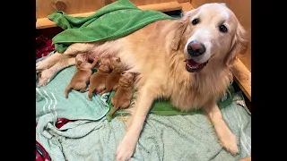 Golden Retriever in Labor, Gives Birth to Cutest Puppies!