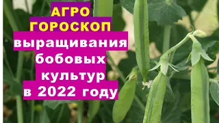 Агрогороскоп вирощування горошку, квасолі, овочевих бобів у 2022 році.