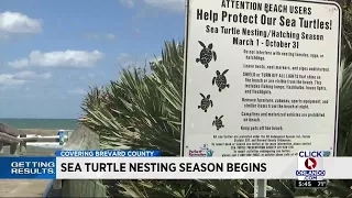 What to expect for sea turtle nesting season