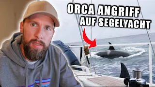 GEFILMT: ORCAS greifen zusammen ein BOOT an! - Wieso machen die das? | Robert Marc Lehmann
