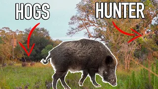 Bowhunting WILD PIGS w/ Ranch Fairy! 🐗 BROADHEAD TESTING!