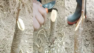 Plum Grafting Karna Ka Sahi Tarika ( Best technique Plum Grafting )