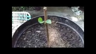 How To Grow Fruit Trees From Cuttings. By: Rick Gunter