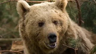 Bear vs bear fight in the forest | Animals with Cameras | Earth Unplugged