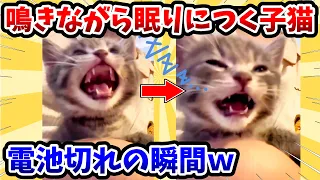 【2ch動物スレ】鳴きながら眠りにつく子猫 → 電池切れの瞬間www