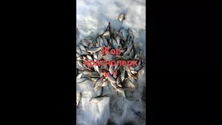 Рыбалка на красноперку зимой