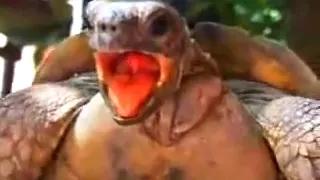 Turtle Orgasm