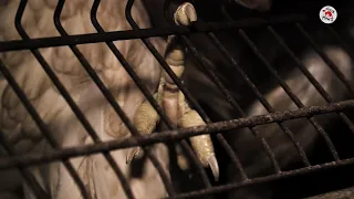 #EndTheCageAge | FOUR PAWS | www.four-paws.org