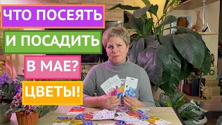 ЦВЕТЫ, КОТОРЫЕ МОЖНО ПОСЕЯТЬ В МАЕ!