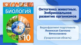 Тема 28. Онтогенез животных. Эмбриональное развитие организмов