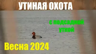 Весна 2024. Утиная охота, с подсадной.