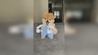 Модный щенок Щпиц ТикТок/Смешные щенки/Chó Phốc Sóc Mini/Cute puppies Funny TikTok