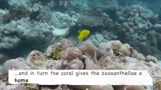 Habitat 2 - Coral Reefs - Coral