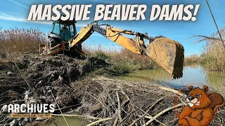 SATISFYING Removal of MULTIPLE Beaver Dams! Beaver Fun Facts & More