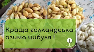 Переваги вирощування озимої цибулі. Обираємо кращі сорти