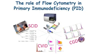 The role of Flow Cytometry in the laboratory approach of Primary Immunodeficiency