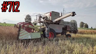 Rzepak 2023, rozpoczęcie żniw z Claas Matador Gigant, takiego plonu się nie spodziewałem #712