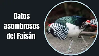 Datos asombrosos del Faisán.