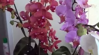 Орхидея Phalaenopsis : душ для орхидей. Orchid Phalaenopsis: shower for orchids.