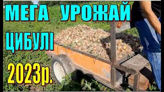 ВІДМІННІ  РЕЗУЛЬТАТИ  ВИРОЩУВАННЯ  ЦИБУЛІ. Збираємо урожай цибулі на пару з злодіями :)Урожай 2023р.