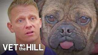 Vet Helps Rescue Dog Breathe After Being Saved From A Pup Farm | Vet On The Hill | S3E24