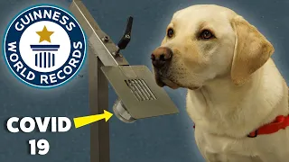 How Can These Dogs Smell Diseases? - Guinness World Records