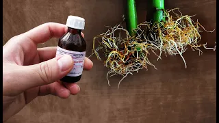 A UNIQUE WAY TO ROOT ANY SHAFT IN 1 DAY! 100% WORKING METHOD FOR ROOTING CUTTINGS!