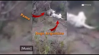 Mountain lion vs Dogo Argentino