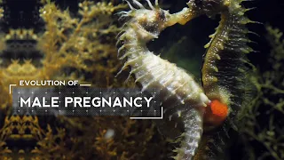 How Male Seahorses Evolved to Give Birth