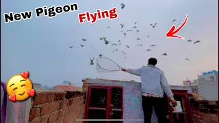 Flying new pigeon 🥰