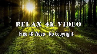 Relax 4k VIDEO Sounds of the forest  - Free 4K Videos - No Copyright