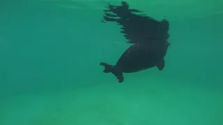 Seal Kroshyk - Life under water - Nov 27, 2016