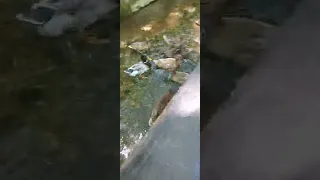 Antalya, Kemer Ulupinar şelalesi - ördəklər 🦆🦆🦆