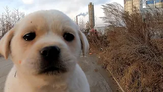 Lola's story -- Teary sad stray puppy wandering alone by roadside in industrial area