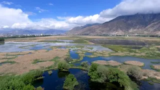 Dan Riskin on how Tibetan plants are fighting climate change