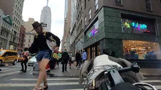 Hudson the Dog POV Walking Christmas Madison Square Park to St Patricks Cathedral New York City