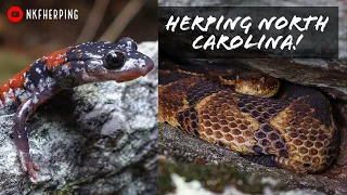 Herping the North Carolina Blue Ridge! Salamanders, Scenery, and Venomous Snakes!