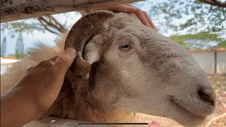 Заброшенная ферма швейцарских овец Паттайя Таиланд   - Swiss Sheep Farm