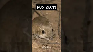 🐭🌵 The Miraculous Kangaroo Rat: 💦🚫 Surviving Without Water!
