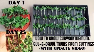 How to Grow Chrysanthemum/Gul-E-Daudi/Mums from Cuttings(Fast N Easy With Update Video)