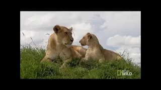National Geographic 2017 - Lions Documentary: End of the Animals, End of the Big Cats   -VeVo-