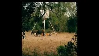 Huge pig gets skewered with arrow! W/ slow motion