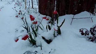 Тюльпаны под снегом