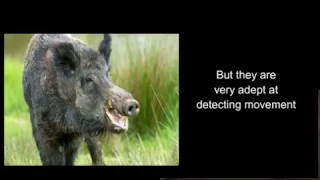 Wild Hogs Attack, Kill Woman In Texas