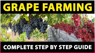 Grape Farming (Complete Guide) | Planting, Growing, and Harvesting | Grape Cultivation