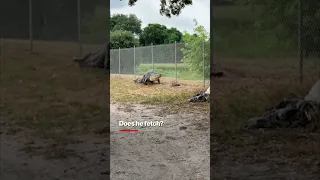 Florida deputies wrangle and duct-tape a massive gator stalking St. Petersburg school kids #shorts