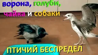 ПТИЧИЙ БЕСПРЕДЕЛ! (ворона, голуби, чайка и собака делят еду)