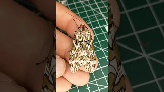 Incredible Brazilian Tiger moth (Arctiinae)